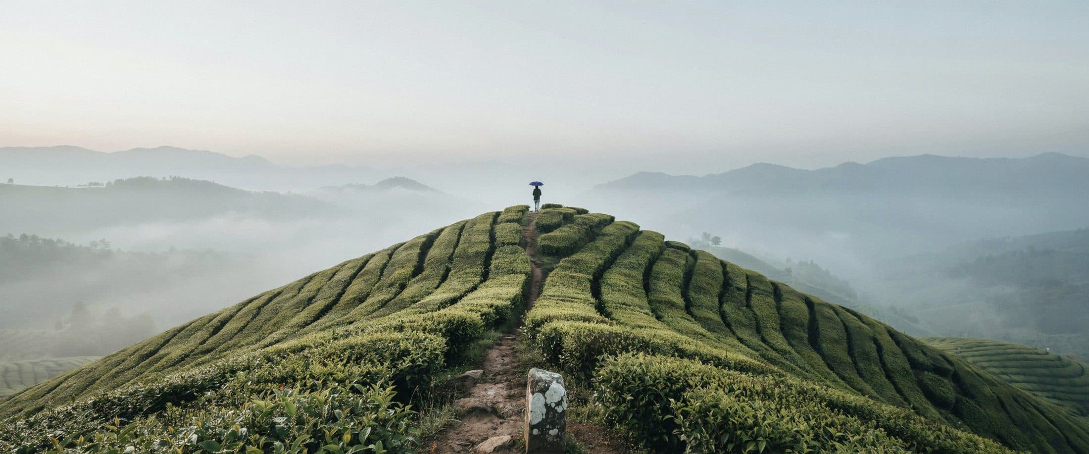 A lone figure with a blue umbrella on a ridge path through misty tea terraces at first light